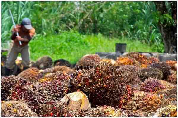 Palm harvest&nbsp;