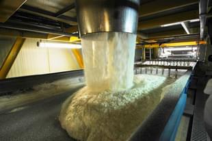 Raw sugar in a factory. 