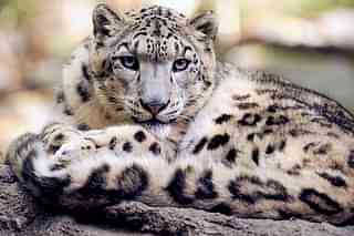 Snow leopard (Jean Beaufort/Public Domain Pictures)