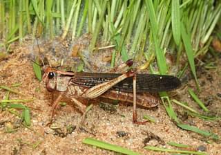 Locust (Picture: Wikipedia)