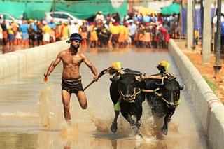 Kambala Runners do it for the sport and cultural practice (Photo: Mangaluru Kambala)