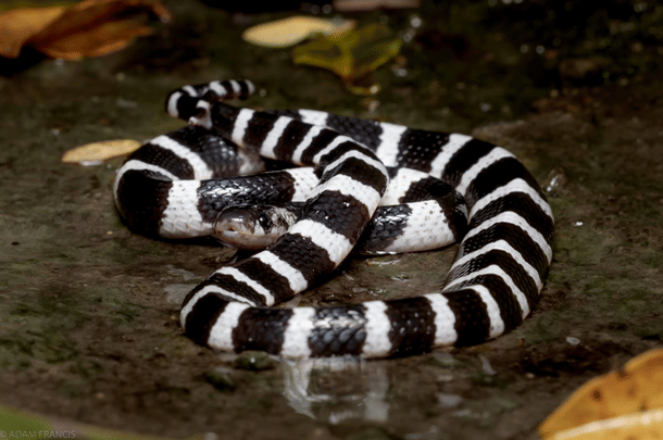 Bungarus Multicinctus (Many-banded Krait)