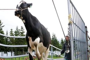 Image from Nikkei Asian Review.  Urine from cows on the Japanese island of Hokkaido is being used to produce organic fertilizer and deodorizers.   © Kyodo