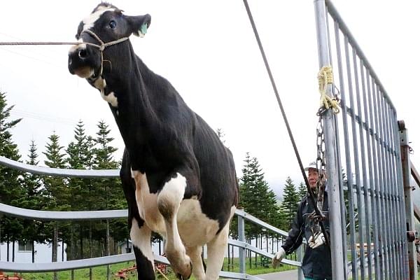 Image from Nikkei Asian Review.  Urine from cows on the Japanese island of Hokkaido is being used to produce organic fertilizer and deodorizers. &nbsp; © Kyodo
