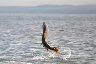 Salmon fish, US Fish and Wildlife Service 