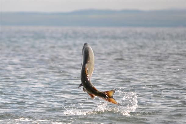 Salmon fish, US Fish and Wildlife Service 