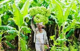 A banana plantation worker.&nbsp;