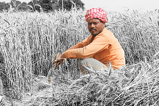 Wheat farmer