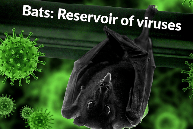 Bats are a reservoir of Viruses&nbsp;