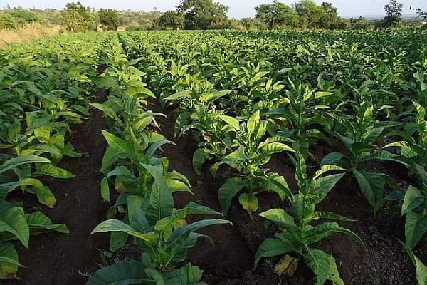 Tobacco plant (Bishnu Sarangi/Pixabay)