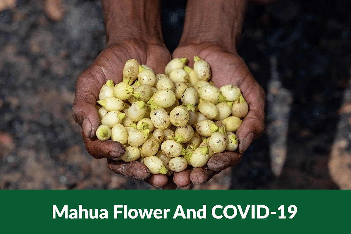 Mahua flowers and Adivasis of Jashpur