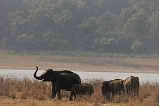 Elephant family at Jim Corbett National Park, Uttarakhand (Pic Via Wikipedia)