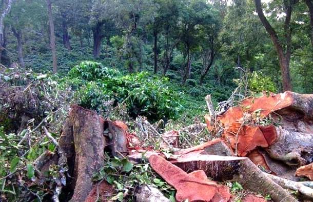Trees being cut for a project.