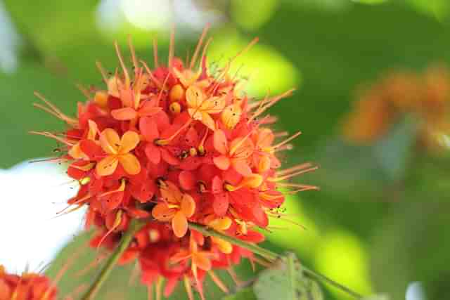 The Saraca asoca (Wikimedia Commons)