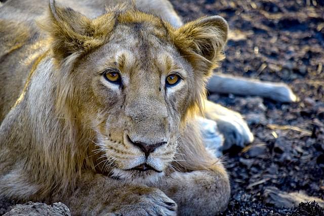 The Asiatic lion in Gir National Park, Gujarat. Image: Mayurisamudre/Wikimedia Commons