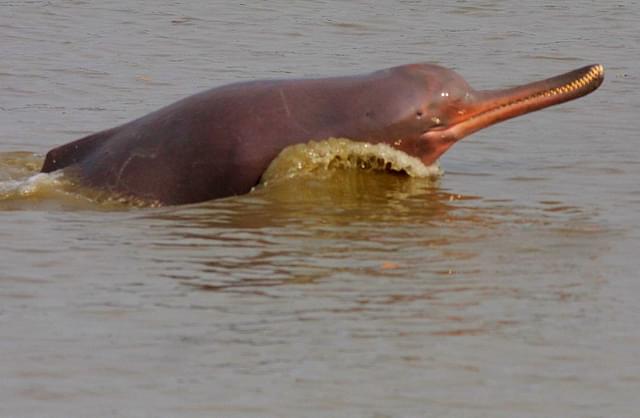 The Gangetic Dolphin.