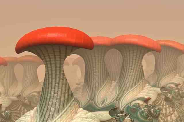 Fractal mushrooms (Wikimedia Commons) 