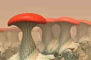 Fractal mushrooms (Wikimedia Commons) 