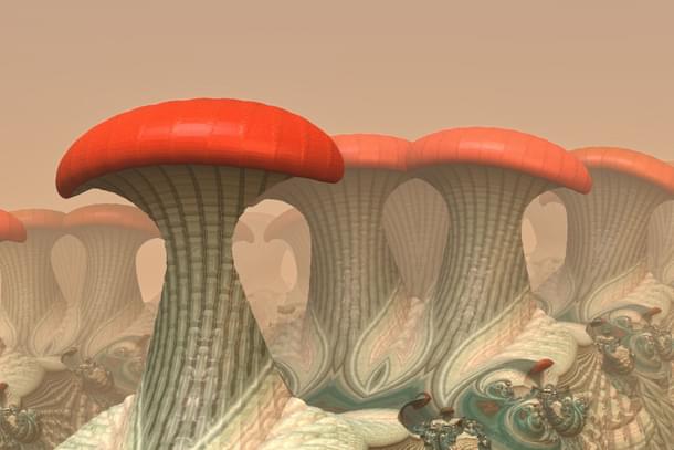 Fractal mushrooms (Wikimedia Commons)