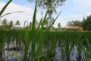 A paddy field in Mandya, Karnataka.