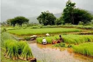 Farmers in a paddy field. (Ramnath Bhat/Flickr/WikiCommons)