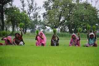 Women farmers sowing paddy in their field in Uttar Pradesh. (Deepak Gupta/ Hindustan Times via Getty Images)