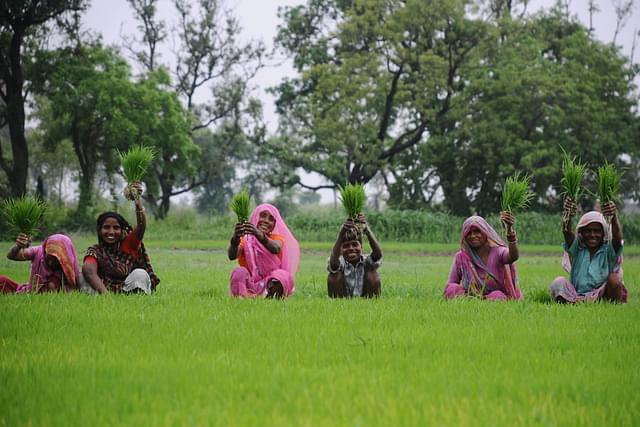 Women farmers sowing paddy in their field. (Deepak Gupta/ Hindustan Times via Getty Images)