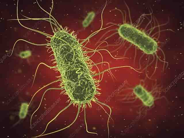 Bacterial infection (Representative image)