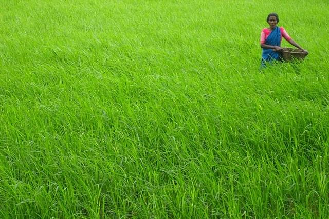 A paddy field in southern India (Wikimedia Commons)