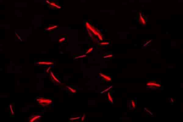 Image of the redox responsive supramolecular fibers