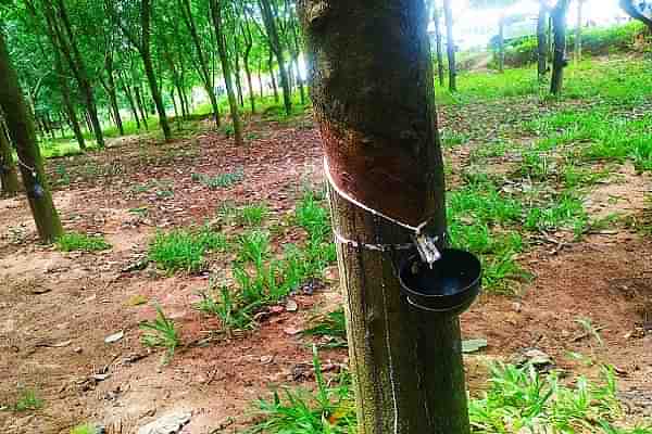 Rubber tree (Delwar Hossain/Wikiemdia Commons)