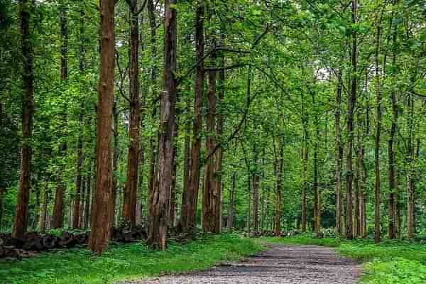 A Kerala forest.