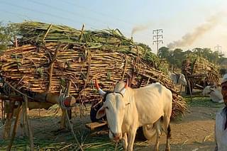 Bullock carts laden with sugarcane outside a sugar factory in Maharashtra.&nbsp;