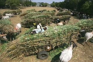 Sugarcane being loaded on to a cart in Baramati, Maharashtra&nbsp;