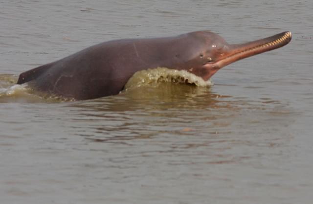 Ganges river dolphin leaping out of the water. (Wikipedia)&nbsp;