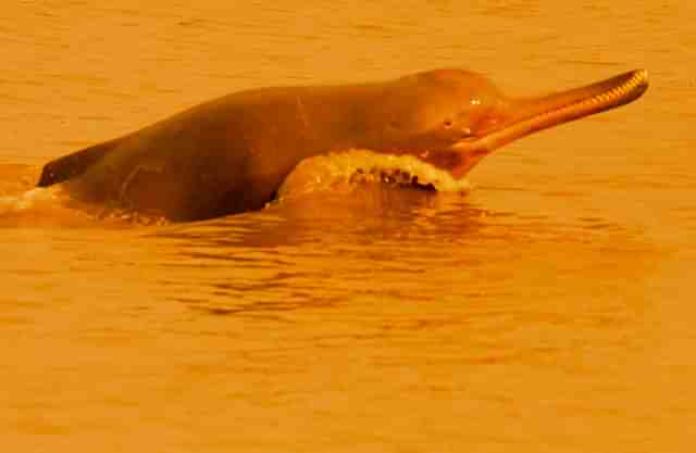 Ganges river dolphin leaping out of the water. (Wikipedia)&nbsp;