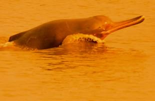 Ganges river dolphin leaping out of the water. (Wikipedia) 