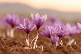 Crocus flowers which yield red saffron stigmas (Pic Via Wikipedia)