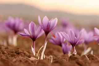 Crocus flowers which yield red saffron stigmas (Pic Via Wikipedia)