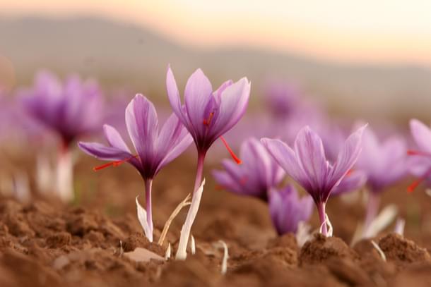 Crocus flowers which yield red saffron stigmas (Pic Via Wikipedia)