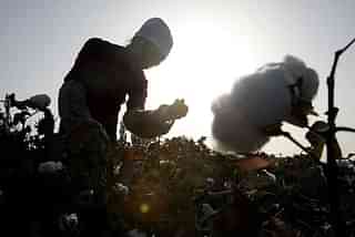 A man plucks cotton at a farm in Xinjiang, China.
