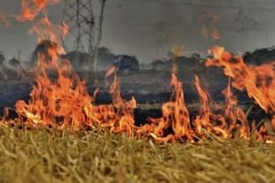 Farmers burning stubble in wheat fields on the outskirts of Ludhiana. (Gurpreet Singh/Hindustan Times via GettyImages)