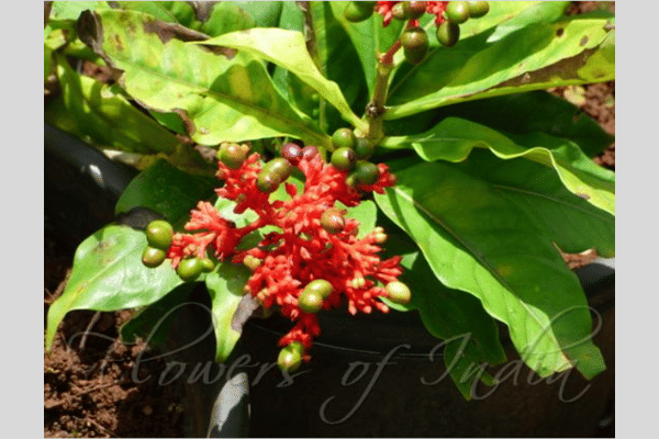 Figure 16. Sarpagandha (Rauwolfia serpentina) (Source: Flowers of India)