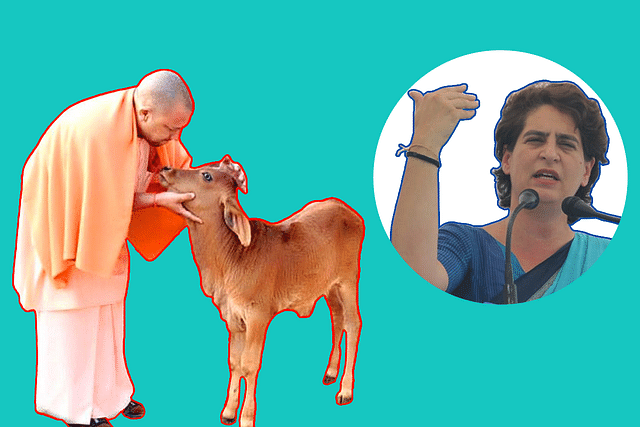 The Congress plans to attack Yogi Adityanath on the issue of cow welfare, and is led in this project by Priyanka Vadra 