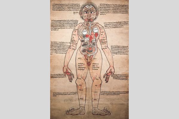 Figure 10. The Ayurvedic Man – an 18th-century Nepali illustration sent by Paira Mall from India for Henry Wellcome’s collection (Source: Wellcome Collection)