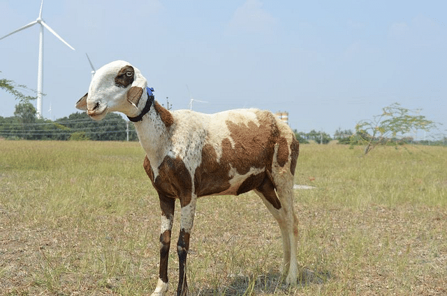 Picture credit: Rajmata Madgyal Sheep Breeders Association, Maharashtra. &nbsp;
