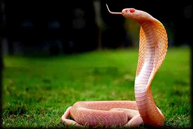 Albino spectacled Cobra (Pic Via Twitter)