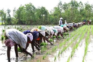 A paddy field. (Flickr)