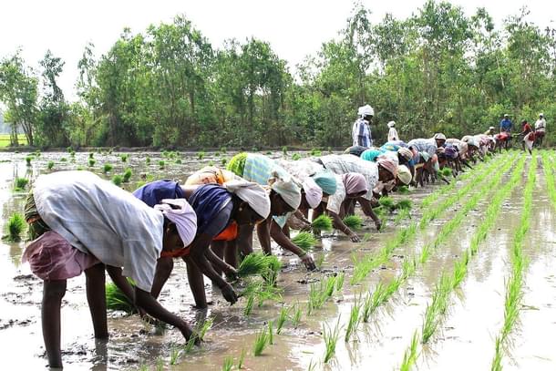A paddy field. (Flickr)