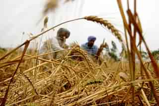 Wheat farmers in India. (Bharat Bhushan/Hindustan Times via Getty Images)